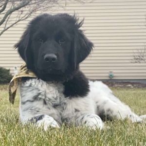 Meet your Posher, Dani